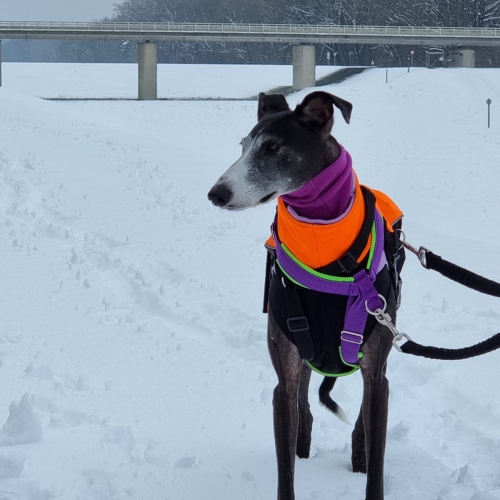 IMG-20211211-WA0013 (002)